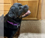 Small #9 Rottweiler