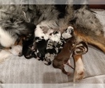 Small Photo #67 Miniature Australian Shepherd Puppy For Sale in BONNERS FERRY, ID, USA