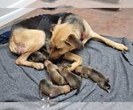 Small Photo #10 German Shepherd Dog Puppy For Sale in Boonton, NJ, USA