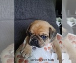 Small Photo #9 Pug Puppy For Sale in NEW BERN, NC, USA