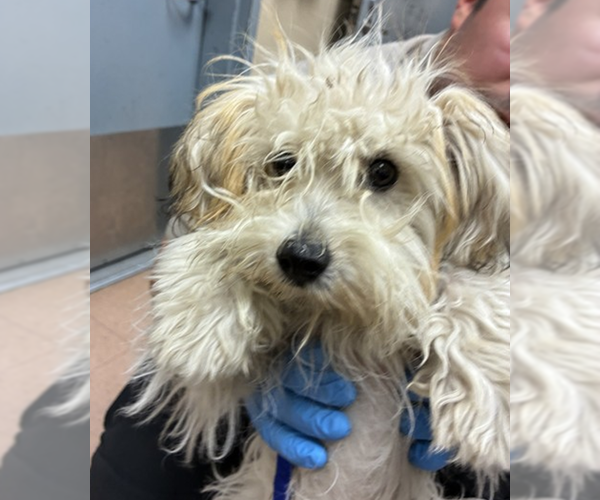 Medium Photo #1 Maltipoo (Miniature) Puppy For Sale in Pacifica, CA, USA