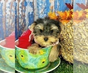 Morkie Puppy for Sale in CASSVILLE, Missouri USA