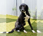 Small #1 Great Dane Mix