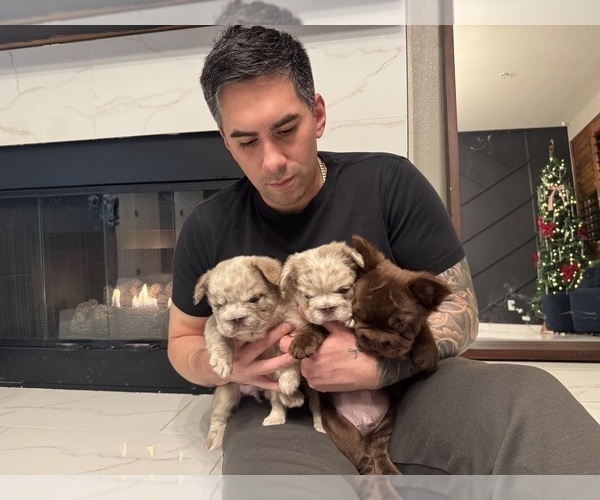 Medium Photo #12 French Bulldog Puppy For Sale in SAN DIEGO, CA, USA