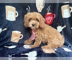 Small #9 Cavapoo