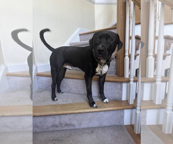 Medium Photo #2 Labrador Retriever-Unknown Mix Puppy For Sale in Holly Springs, NC, USA