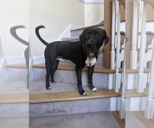Sebastian aka Sea Bass - Male Labrador Retriever-Unknown Mix Dog for Adoption - Photo #2