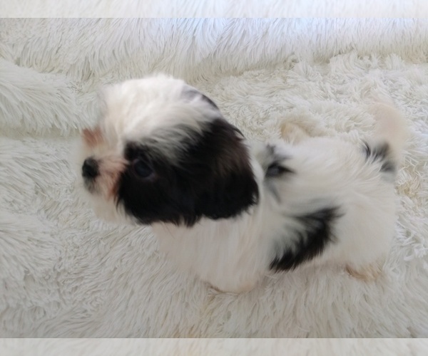 Medium Photo #4 Shih Tzu Puppy For Sale in DOUGLAS, GA, USA