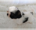 Small Photo #4 Shih Tzu Puppy For Sale in DOUGLAS, GA, USA