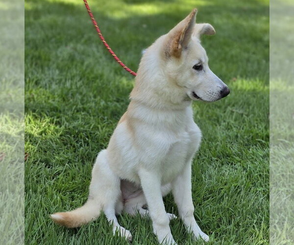 Medium Photo #3 Mutt Puppy For Sale in Yardley, PA, USA