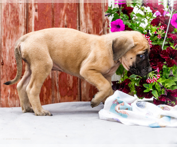 Medium Photo #42 Mastiff Puppy For Sale in WAKARUSA, IN, USA