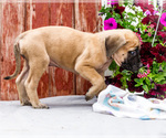 Small Photo #42 Mastiff Puppy For Sale in WAKARUSA, IN, USA
