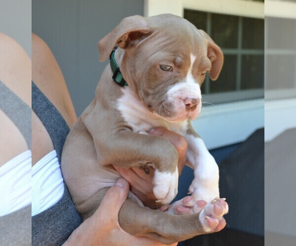 Medium Photo #3 American Bully Puppy For Sale in LENOIR CITY, TN, USA