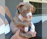 Small #2 American Bully