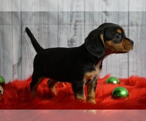 Beaglier Puppy for sale in FREDERICKSBG, OH, USA
