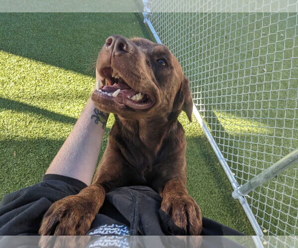Medium Photo #3 Labrador Retriever-Unknown Mix Puppy For Sale in NEWPORT NH, NH, USA