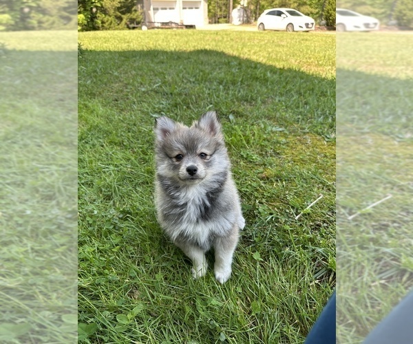 Medium Photo #5 Pomsky Puppy For Sale in GREENVILLE, MO, USA
