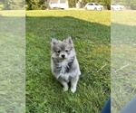 Small #4 Pomsky