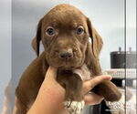 Small #1 Labrador Retriever Mix
