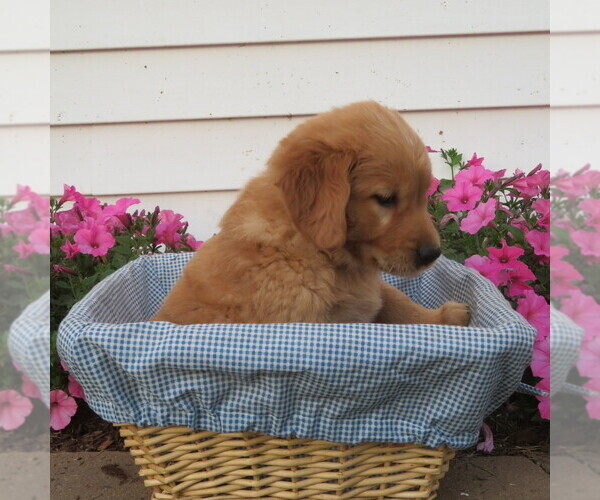 Medium Photo #4 English Cream Golden Retriever Puppy For Sale in ATHENS, WI, USA
