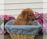 Small #2 English Cream Golden Retriever
