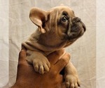 Small Photo #11 French Bulldog Puppy For Sale in PERRIS, CA, USA