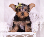 Small Photo #38 Yorkshire Terrier Puppy For Sale in WARSAW, IN, USA