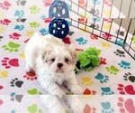 Small #11 Shih Tzu