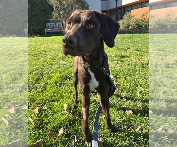 Medium Photo #3 Labrador Retriever-Unknown Mix Puppy For Sale in Elmsford, NY, USA