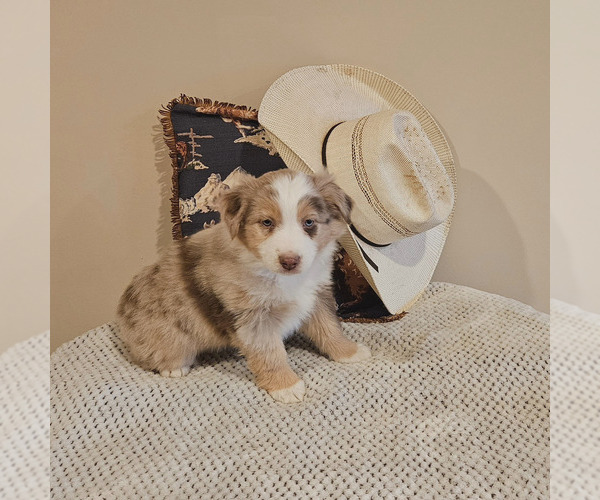 Medium Photo #1 Miniature Australian Shepherd Puppy For Sale in FAYETTE, MO, USA