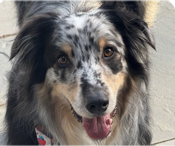 Medium Photo #1 Australian Shepherd Puppy For Sale in San Ramon, CA, USA