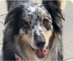 Small Australian Shepherd