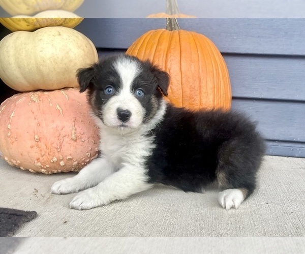 Medium Photo #7 Australian Shepherd Puppy For Sale in LODA, IL, USA