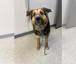Small Australian Shepherd Mix