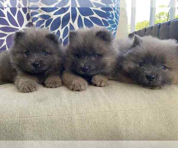 Medium Photo #3 Chow Chow Puppy For Sale in EFFINGHAM, SC, USA