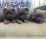 Small #2 Chow Chow