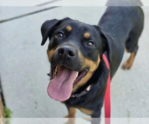 Rottweiler-Unknown Mix Dogs for adoption in Millersville, MD, USA