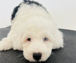 Small Photo #9 Sheepadoodle Puppy For Sale in HUNTINGTON BEACH, CA, USA