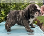 Puppy Puppy 2 English Bulldog