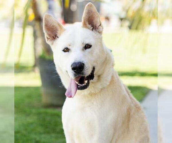 Medium Photo #1 Gerberian Shepsky Puppy For Sale in Camarillo, CA, USA