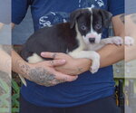 Small Photo #2 American Staffordshire Terrier-Border Collie Mix Puppy For Sale in Huntley, IL, USA