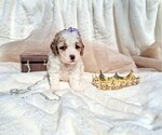 Small Photo #99 Goldendoodle (Miniature) Puppy For Sale in GASTONIA, NC, USA