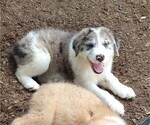 Small Photo #10 Australian Shepherd-Great Pyrenees Mix Puppy For Sale in RIDGELAND, SC, USA
