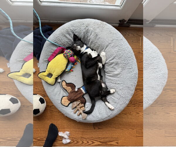 Medium Photo #3 Collie-Labrador Retriever Mix Puppy For Sale in Plainfield, IL, USA