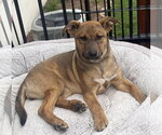 Small #1 Mutt
