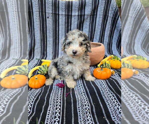 Medium Photo #39 Poodle (Miniature) Puppy For Sale in CANON CITY, CO, USA