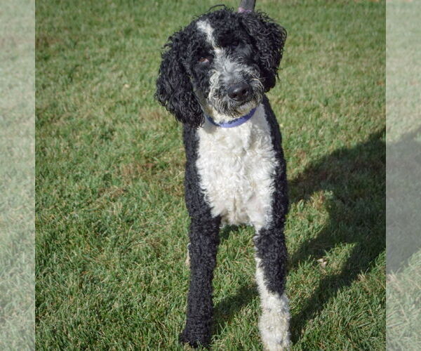 Medium Photo #3 Mutt Puppy For Sale in Huntley, IL, USA