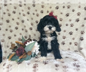 Cavapoo Puppy for sale in LAKELAND, FL, USA