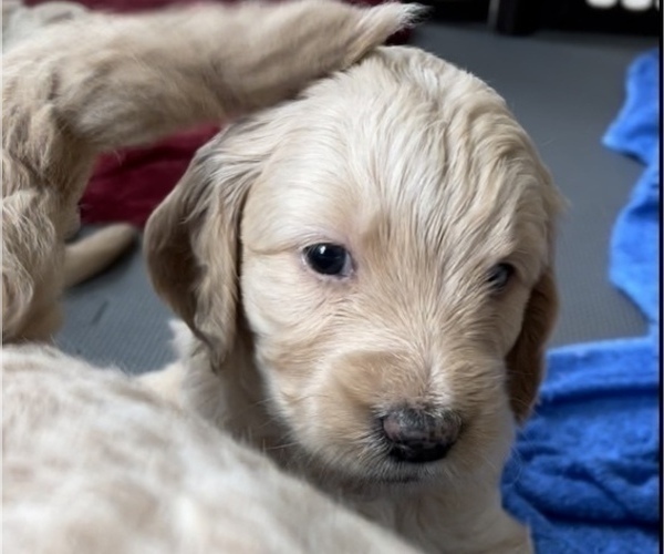 Medium Photo #1 Goldendoodle Puppy For Sale in ASHBURN, VA, USA