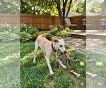Small #2 Labrador Retriever Mix
